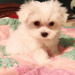 Maltese and Shih Tzu Puppies from Pamspups