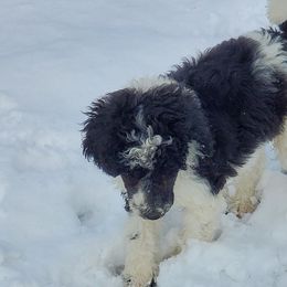 Aussiedoodles, Australian Shepherds, Miniature Australian Shepherds, and Poodles from Distinguished Doodles and More