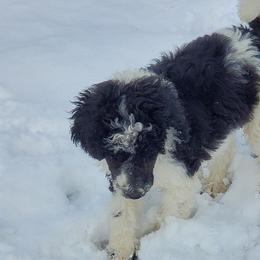 Aussiedoodles, Australian Shepherds, Miniature Australian Shepherds, and Poodles from Distinguished Doodles and More