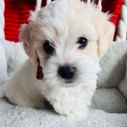 Sprout - White and lemon male Maltese puppy in Muncie, Indiana from Mimi’s Babies