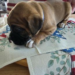 Boxer Puppies from Smith's Boxers of Fort Myers