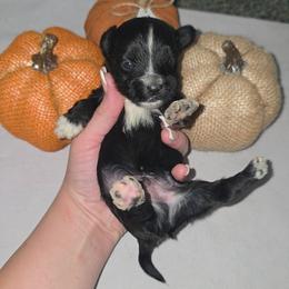 Jupiter - Black and gold male Yorkshire Terrier puppy in Lakeland, Florida from You Me & The Yorkies