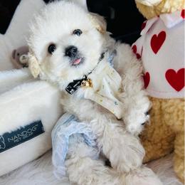 BARRY - Cream male Maltipoo puppy in Sugar Land, Texas from Celebrity Maltipoos
