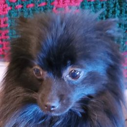 Pepper - Pomeranian