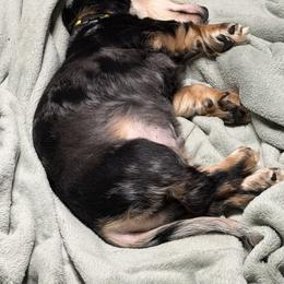 Dachshund Puppies from Witchy Woman’s Wiener’s
