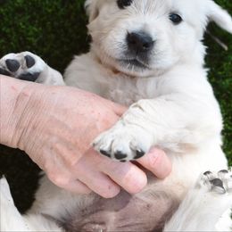 Golden Retriever Puppies from Dani’s Dawgs