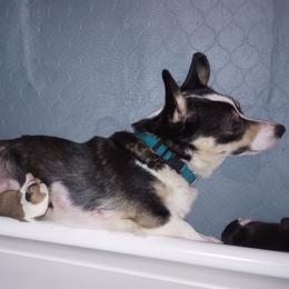 Nox - Pembroke Welsh Corgi
