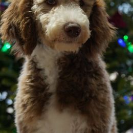 Aussiedoodle Puppies from Vesbach Doodle Valley Farm