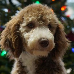 Aussiedoodle Puppies from Vesbach Doodle Valley Farm