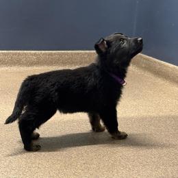 Apple pie - Bi-color female German Shepherd puppy in Salem, Virginia from Vom Kylohaus German Shepherds