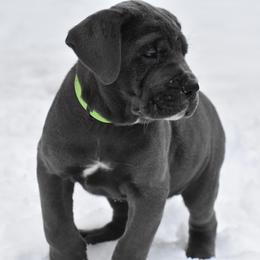 Cane Corso Puppies from Willow Creek Cane Corsos
