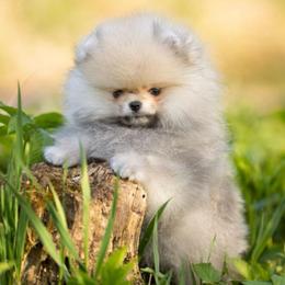 Platty - Cream sable male Pomeranian puppy in Jefferson City, Missouri from MJ’s Pomeranians