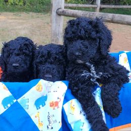 Poodles from KnR Kurly Kennel