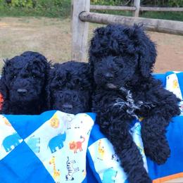 Poodles from KnR Kurly Kennel
