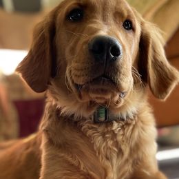 Golden Retriever Puppies from Elm Hollow Golden Retreivers