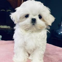 Mal-Shis and Maltese from Maltese Madness by Shannon Smith