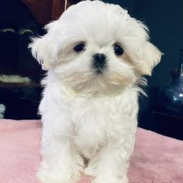 Mal-Shis and Maltese from Maltese Madness by Shannon Smith
