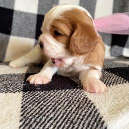 Cavalier King Charles Spaniel Puppies from Strawberry Hill Cavaliers