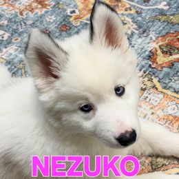 NEZUKO  SOLD STEPHENSON'S FAMILY - White female Siberian Husky puppy in Helen, Georgia from Royal Siberian AKC Huskies