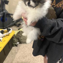 Fluffy - Tri-colored male Pomeranian puppy in Burbank, California from Haus of Pomeranians