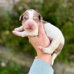 Sorrel - Chocolate merle female Bernedoodle puppy in Midland, Michigan from Northern Charm Farm