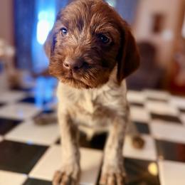 Blue - Brown and gray male Wirehaired Pointing Griffon puppy in Shelbyville, Texas from AndersonK9Kennels Bayou Beards