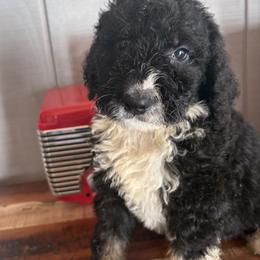Josh - Black and white male Bernedoodle puppy in Rochester, Massachusetts from Harmony Hill Doodles