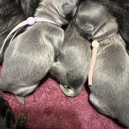 Shih Tzu Puppies from LaDawn’s Little Lions