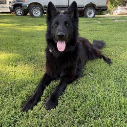 German Shepherd puppies from Shakopee Creek German Shepherds