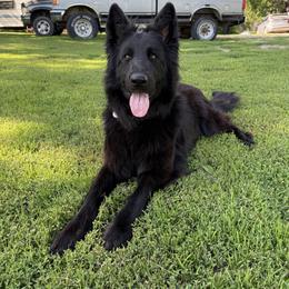 German Shepherd puppies from Shakopee Creek German Shepherds