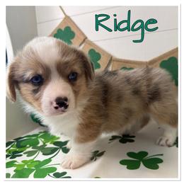 Ridge(Merle Brindle,Fluff carrier and Bluie Clear) - Brindle merle and white male American Corgi puppy in Scottown, Ohio from Wyndy Ridge Corgis