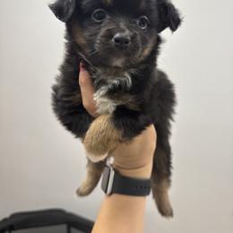 Leonard - Black tri male Toy Australian Shepherd puppy in Mount Airy, Georgia from North Georgia Gems