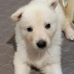 Black - female German Shepherd puppy in Grimes County, Texas from Double H German Shepherds