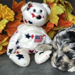 Max - Merle male Cockapoo puppy in Placerville, California from Rpuppies