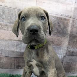 Eugene - Blue male Great Dane puppy in Bay City, Michigan from Monarch Danes