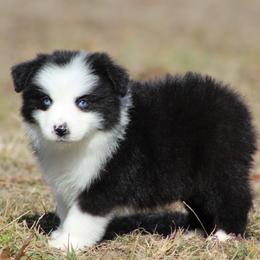 Charlotte - Black & white female Miniature Australian Shepherd puppy in Quapaw, Oklahoma from Rocky Hill Aussies