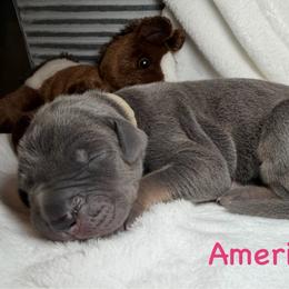 America - Blue female Great Dane puppy in Weatherford, Texas from Oak Bend Danes