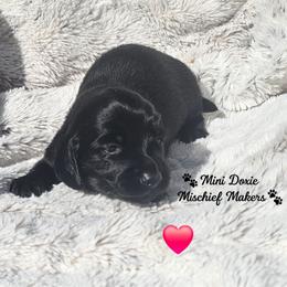 Batman - Black male Dachshund puppy in Leesburg, Florida from Mini Doxie Mischief Makers