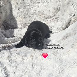 Batman - Black male Dachshund puppy in Leesburg, Florida from Mini Doxie Mischief Makers