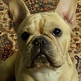 Vida - French Bulldog
