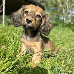 Lainey - Cream female Dachshund puppy in Wytheville, Virginia from Weenie Haven