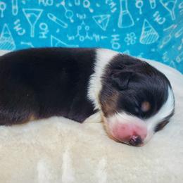 Bennett - Black tri-color male Australian Shepherd puppy in Olympia, Washington from Echelon Australian Shepherds