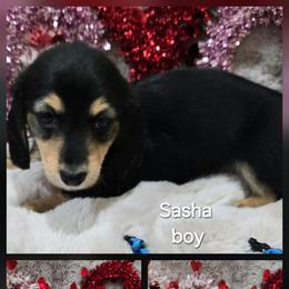 Sasha blue collar boy - Black and cream male Dachshund puppy in Ashford, Alabama from Precious Little Lap Babies