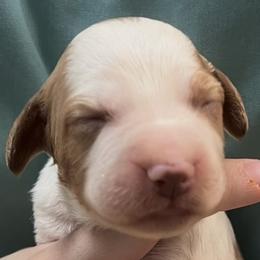 Holly girl 3 - Orange and white female Brittany puppy in Floyd Knobs, Indiana from Cross Creek Brittanys