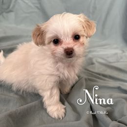 Nina - White female Mi-Ki puppy in Elizabeth, Colorado from Royal T Mi-Kis