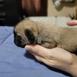 Yzma - French Bulldog puppy from QC Finest Frenchies & Brussels