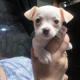 Ms. Freeze (3250) - White female Chihuahua puppy in Tomball, Texas from Katie's Krewe
