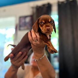 Chocolate and Tan - Chocolate and cream female Dachshund puppy in Long Beach, California from CasadeWeens