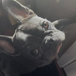 Stormy - French Bulldog