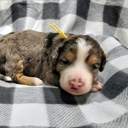 Aspen - Chocolate merle female Bernedoodle puppy in Forest, Ohio from Mini Doodle Buddies